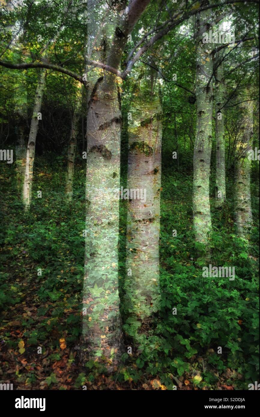Silver Birch double exposure - Smartphone Captured Stock Image