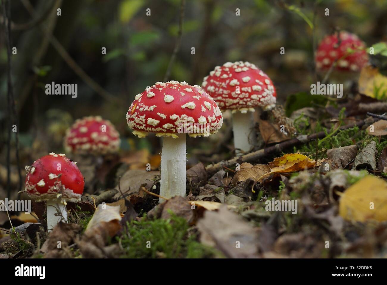 Family of fly agaric mushrooms in the forest during autumn - Smartphone Captured Stock Image
