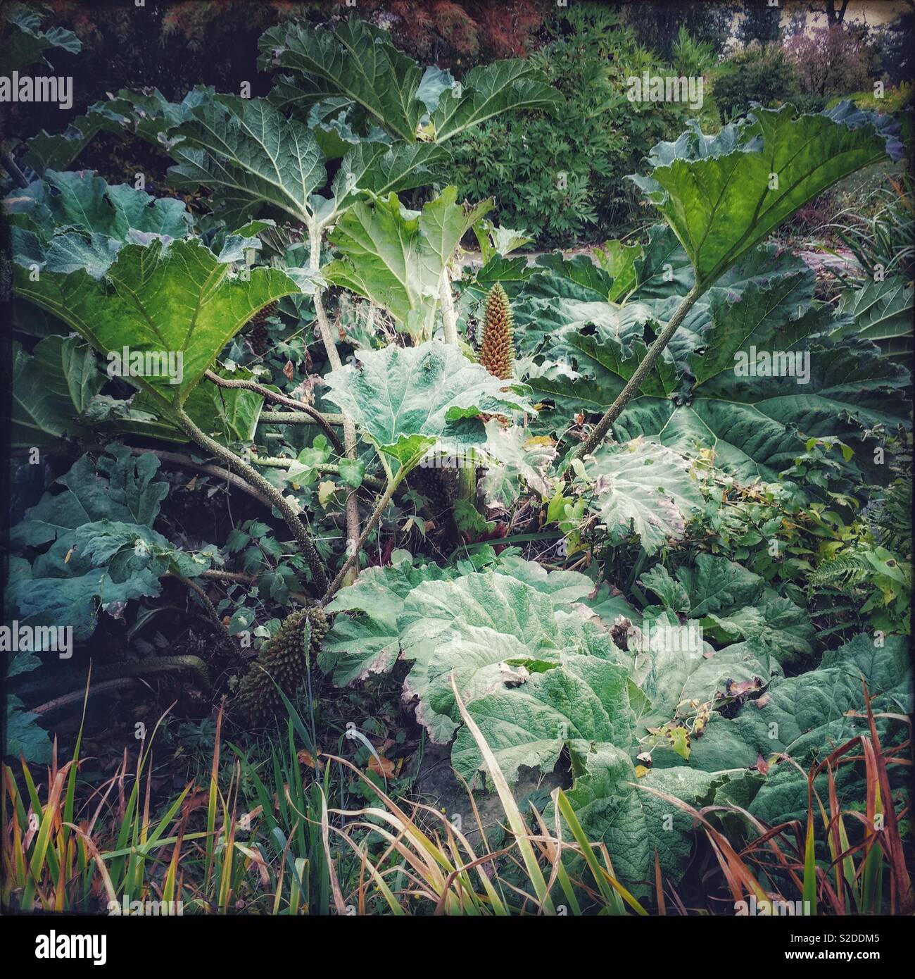 Gunnera manicata or Brazilian Giant Rhubarb - Smartphone Captured Stock Image