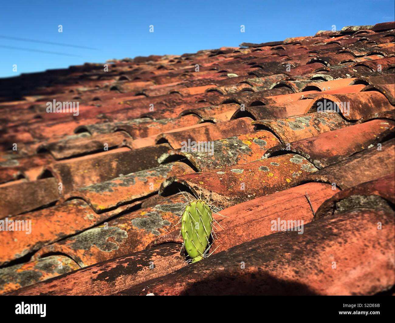 A nopal cactus grows in a roof of tiles in Lachatao, in the Sierra Norte in Oaxaca, Mexico Stock Photo