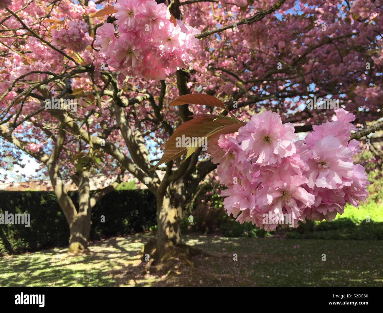 Pink Cherry blossom on cherry trees in springtime dappled sunshine Stock Photo