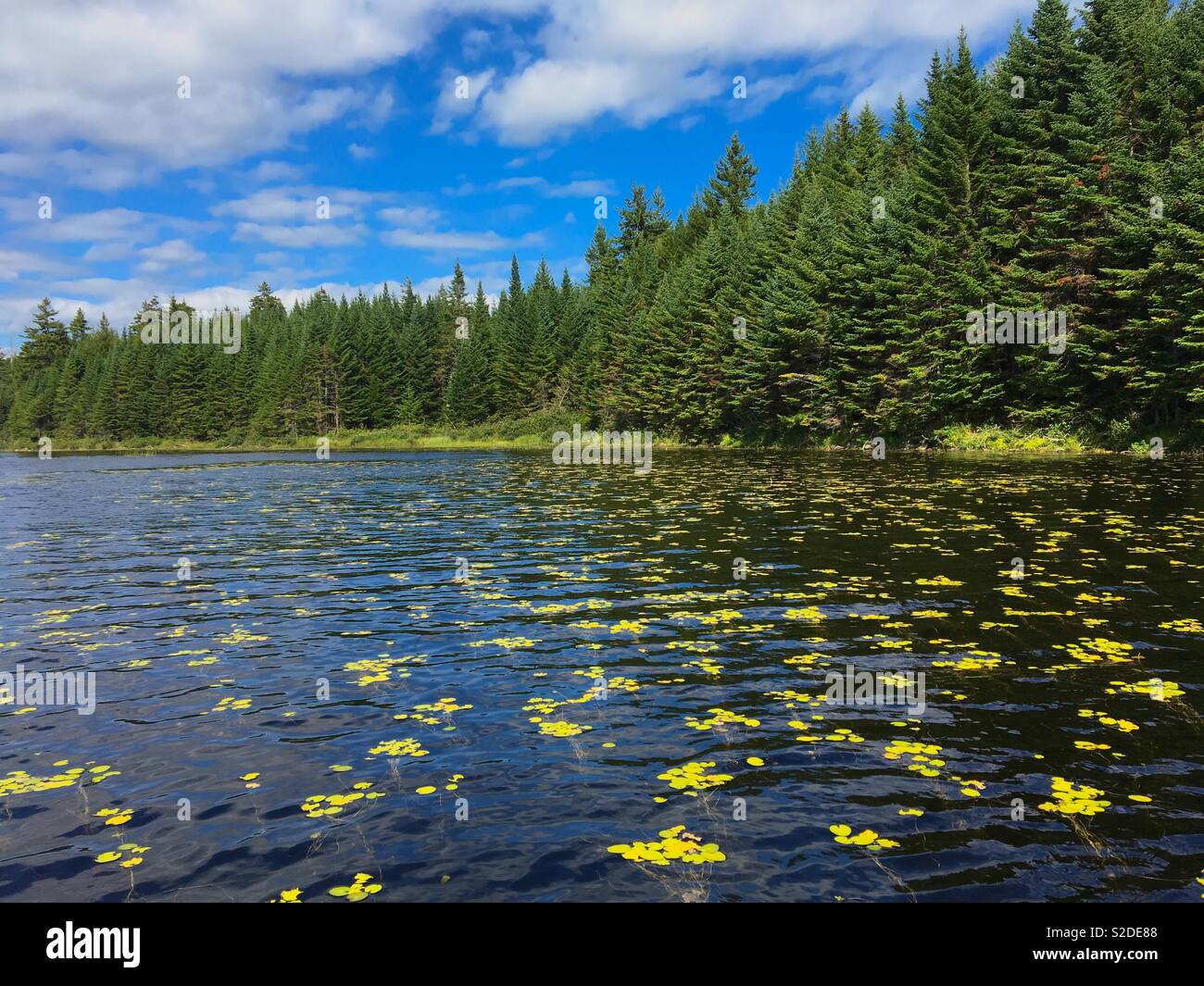 Lake with water lilies in Fundy National Park New Brunswick Canada - Smartphone Captured Stock Image