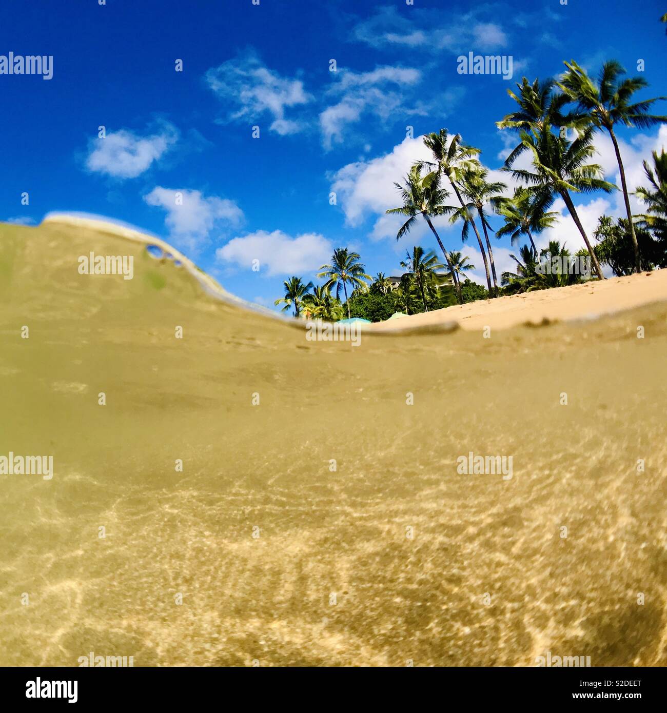 Over under in the ocean of palm trees on the beach. Hanalei, Kauai, Hawaii. Stock Photo