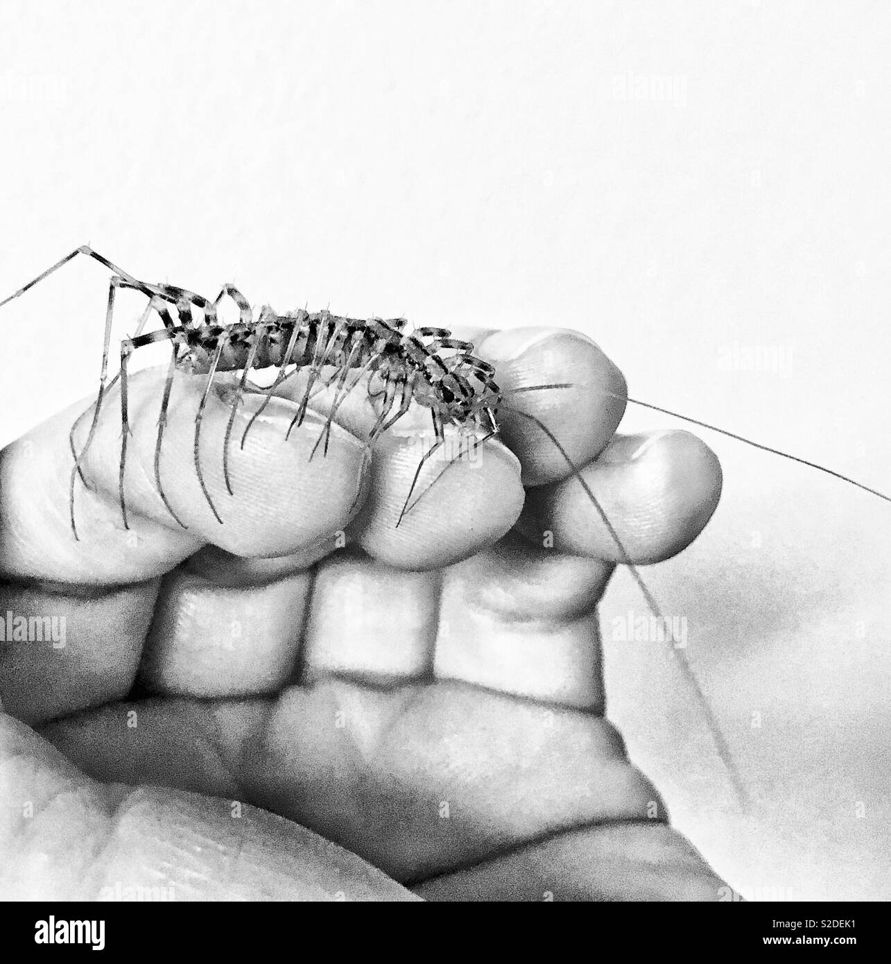 Huge centipede crawling on human hand in black and white Stock Photo