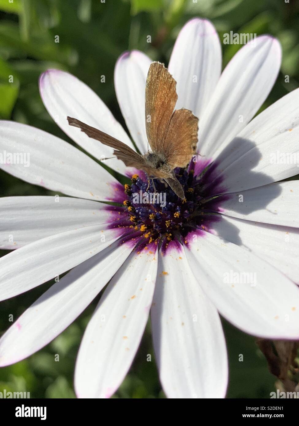 Dont fly away yet little month - Smartphone Captured Stock Image