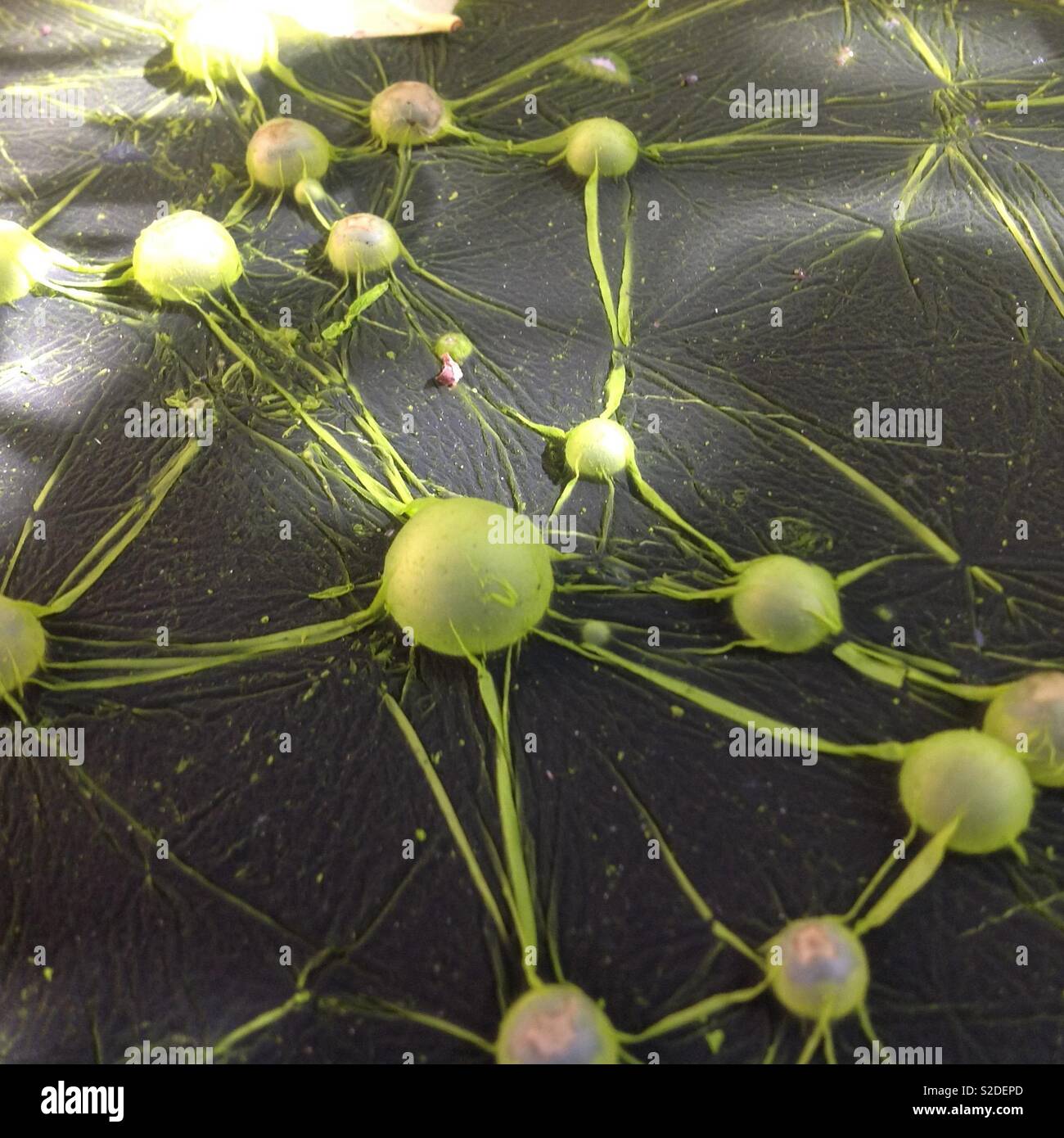 Weird green algae in bucket of stagnant water - Smartphone Captured Stock Image