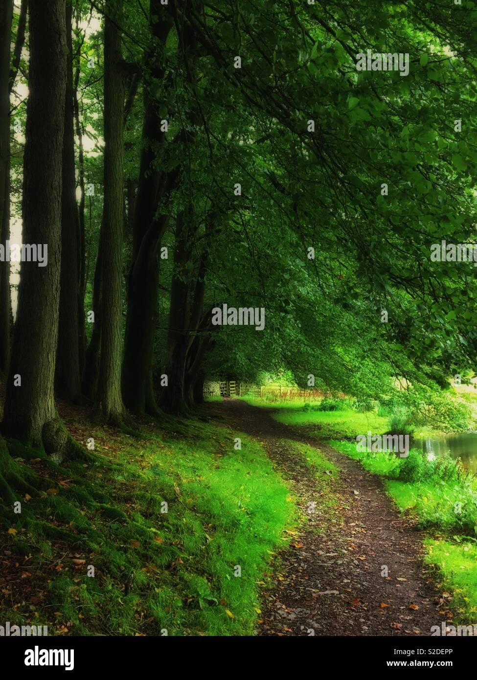 Footpath through woodland Cumbria England UK United Kingdom GB Great Britain - Smartphone Captured Stock Image