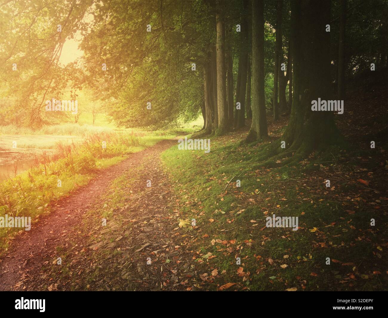 Footpath through woodland Cumbria England UK United Kingdom GB Great Britain - Smartphone Captured Stock Image