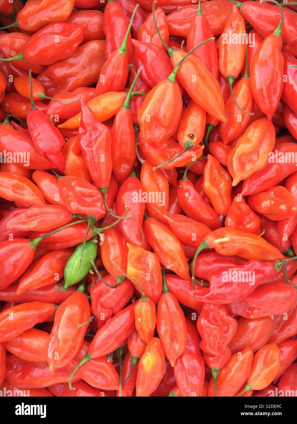 Red chilli peppers with one green pepper - Smartphone Captured Stock Image
