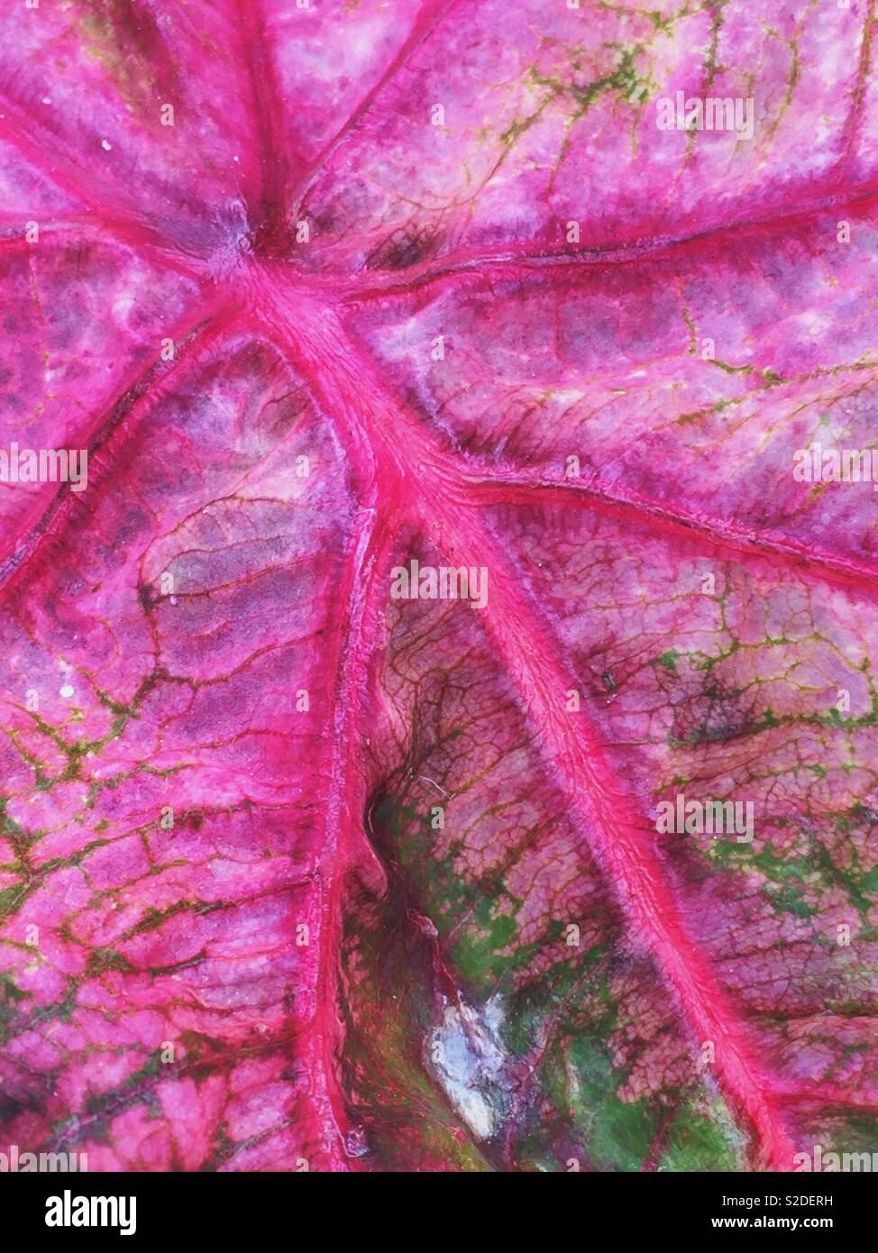 Hot pink and green plant leaf Stock Photo