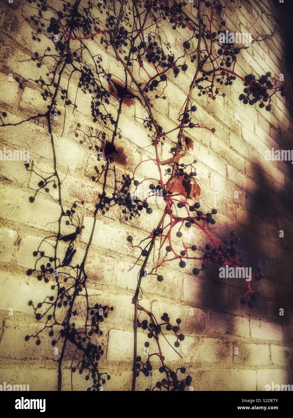 Berries on a vine growing against a white brick wall - Smartphone Captured Stock Image