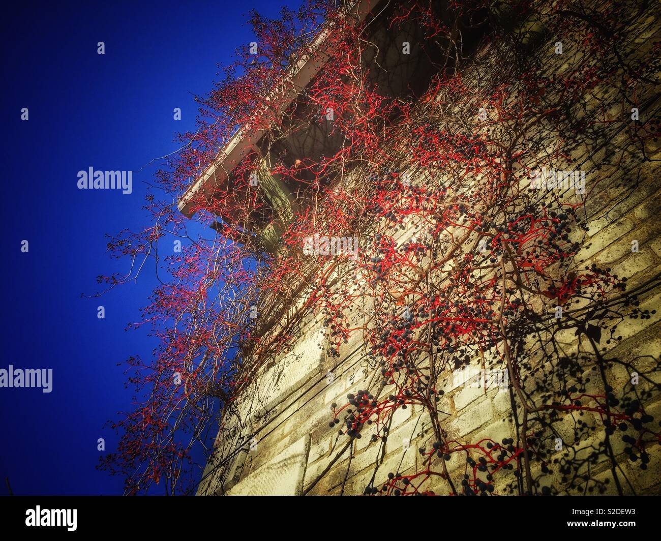 Berries on vine cascading down brick building - Smartphone Captured Stock Image