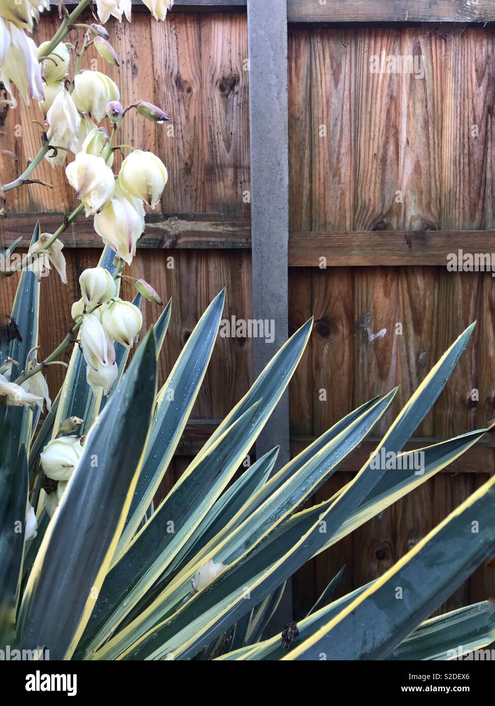 Fence post flowers hi-res stock photography and images - Alamy