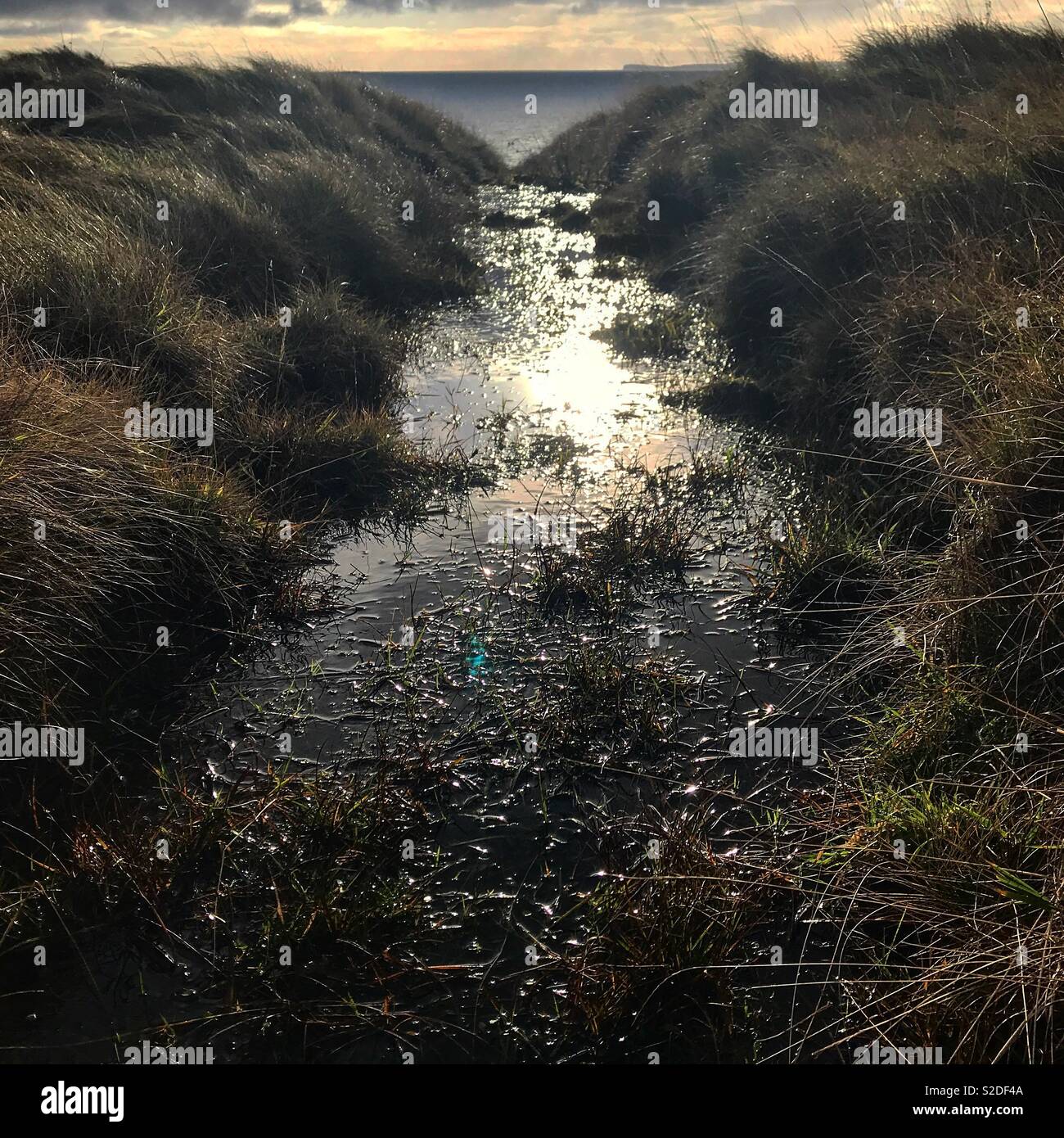 Scottish peat bog on the Orkney island of Hoy Stock Photo Alamy