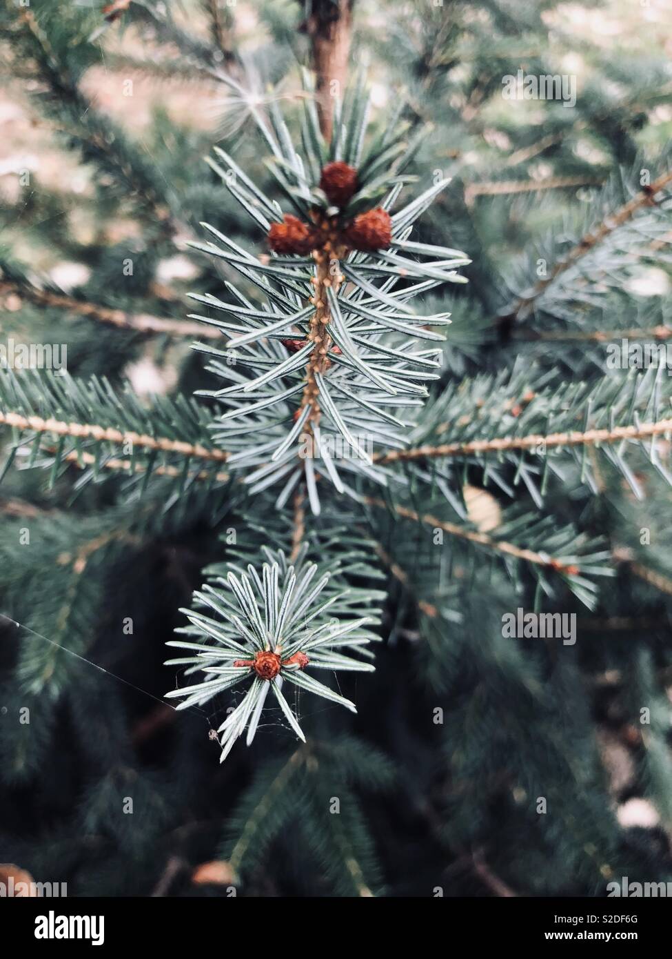 Silver pine tree hires stock photography and images Alamy