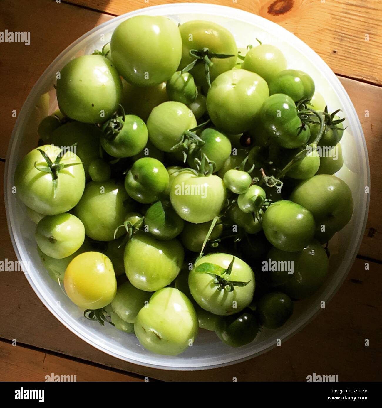 Green tomatoes in a container, fresh off the vine harvested to make chutney - Smartphone Captured Stock Image