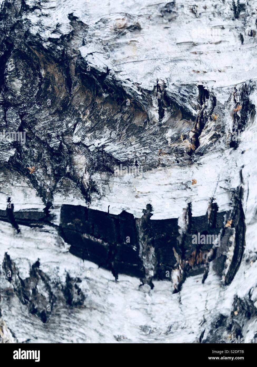 Birch bark close up - Smartphone Captured Stock Image