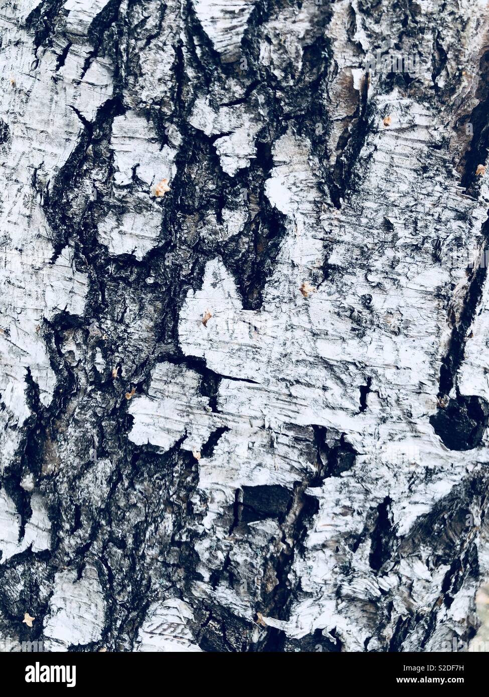 Silver birch bark close up - Smartphone Captured Stock Image