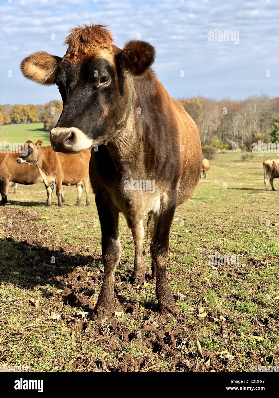 Portrait of brown Jersey cow in field with fall foliage in background ...