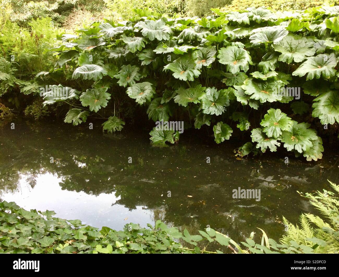 Brazilian gaint-rhubarb plants next to pond in Cheshire, UK Stock Photo