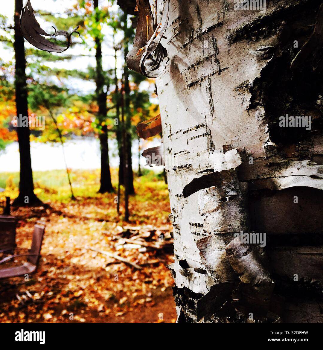 Birch Bark Stock Photo