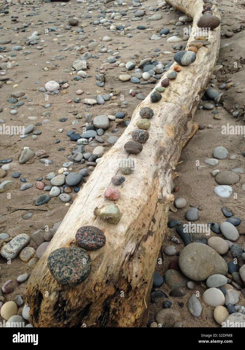 Rocks on Driftwood, Lake Michigan Stock Photo Alamy