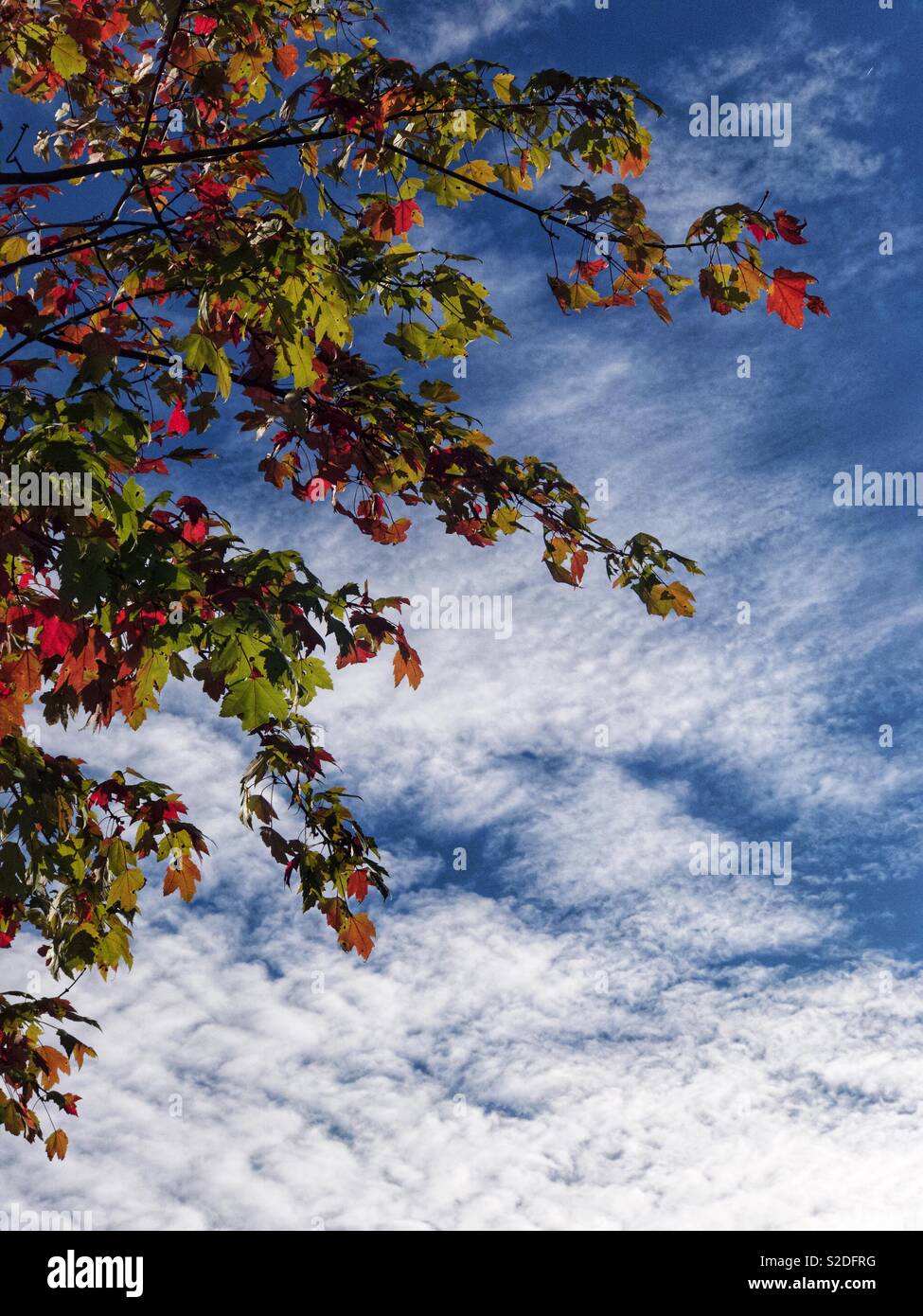 Autumn leaves and cloudy sky at sunset - Smartphone Captured Stock Image
