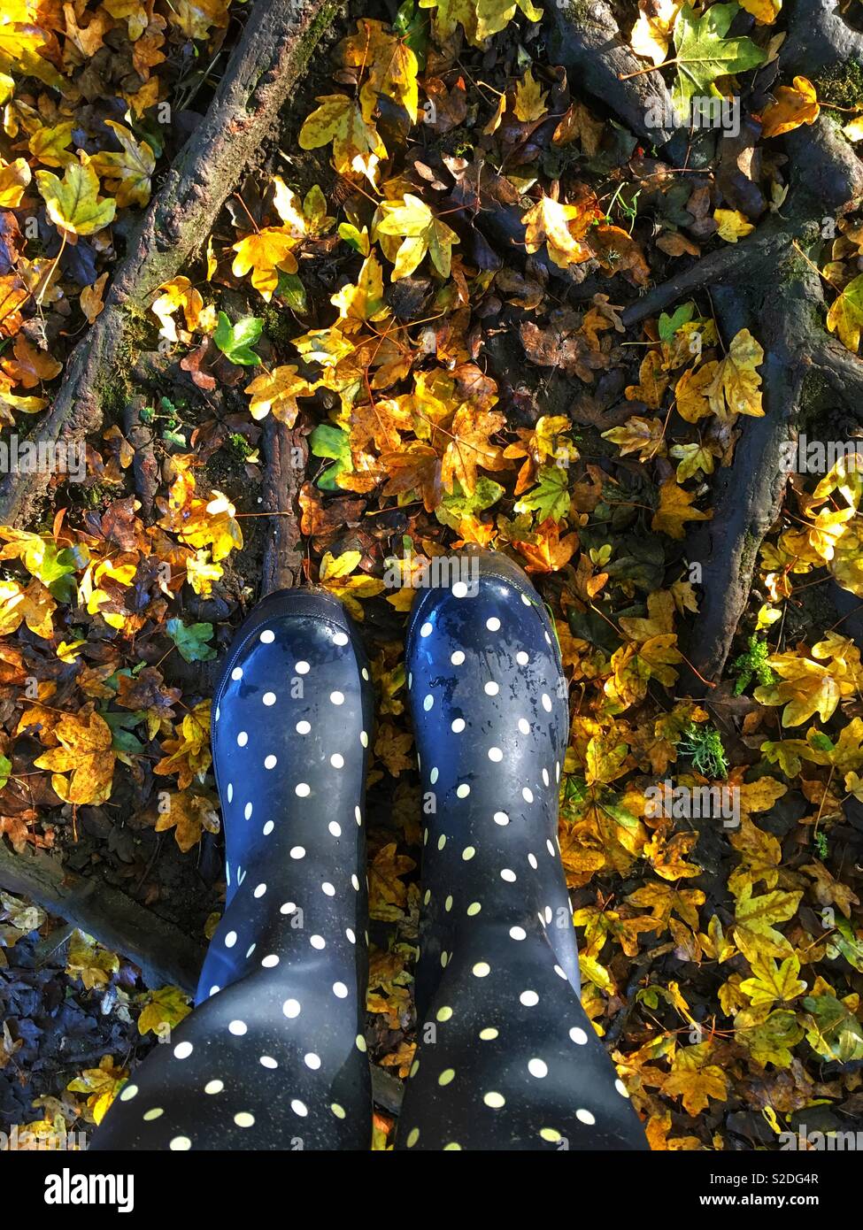 Navy and white spotted wellies amongst Autumn leaves Stock Photo