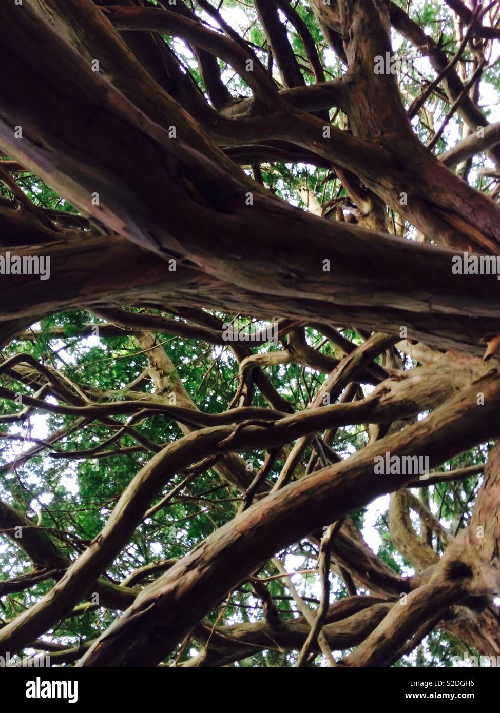 Canopy of trees Stock Photo - Alamy