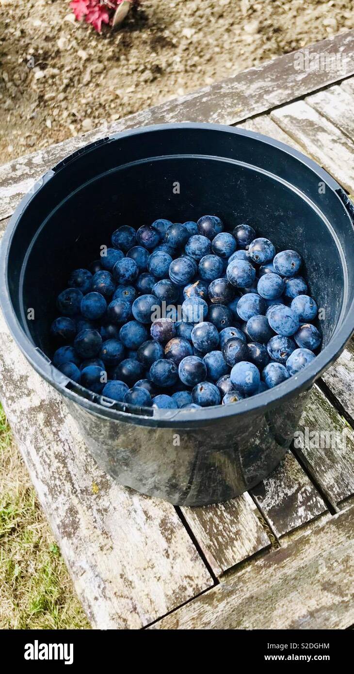 Picking sloes, to make sloe gin Stock Photo Alamy
