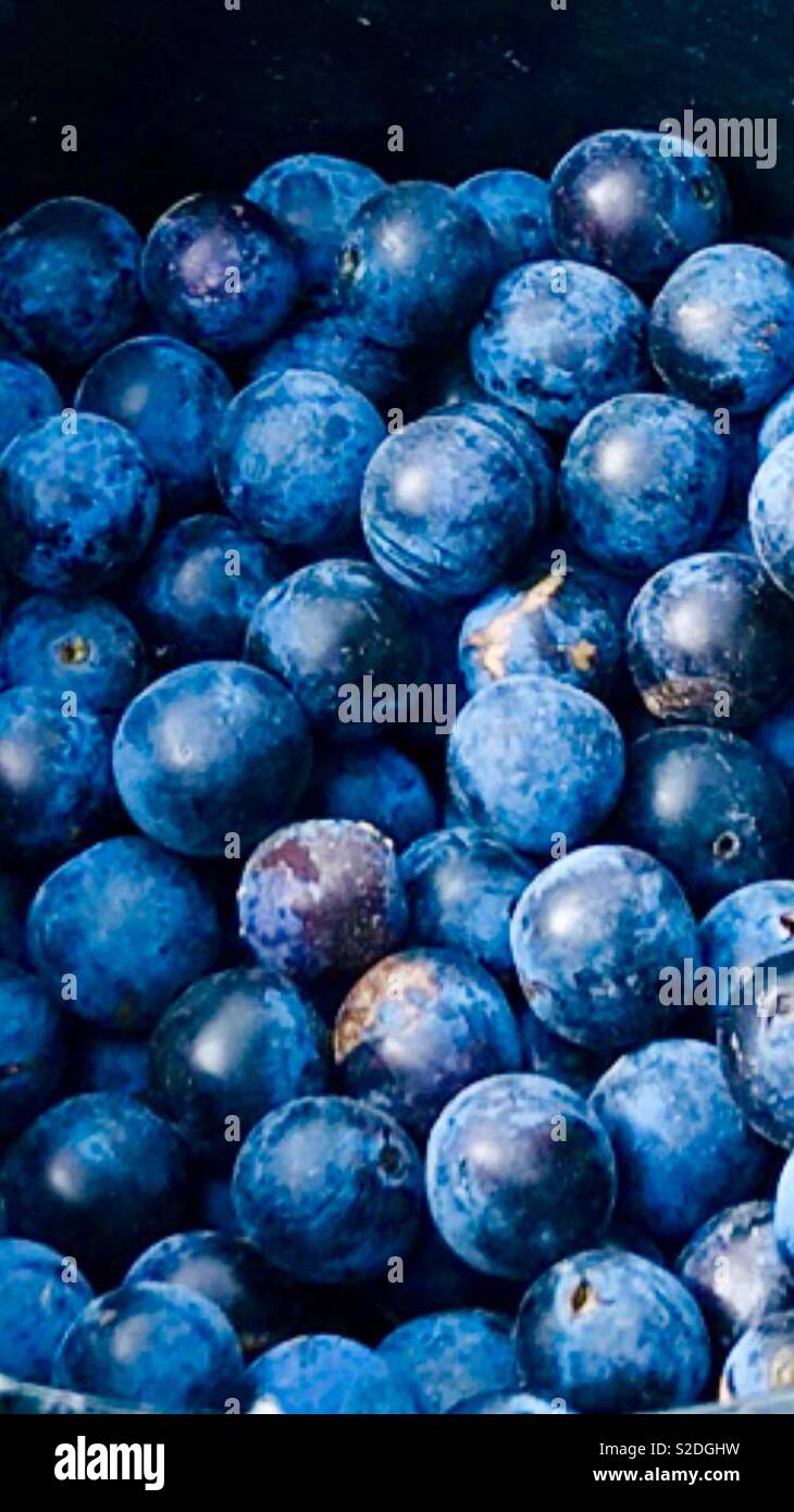 Sloes, for sloe gin Stock Photo Alamy