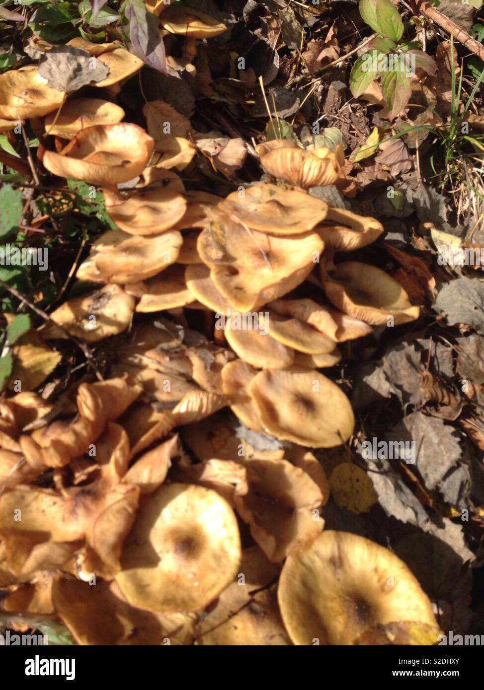 Do not eat mushrooms Stock Photo Alamy