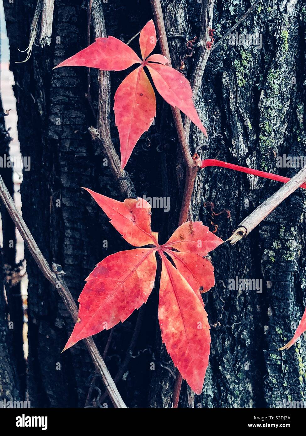 Wild vines leaves in red - Smartphone Captured Stock Image