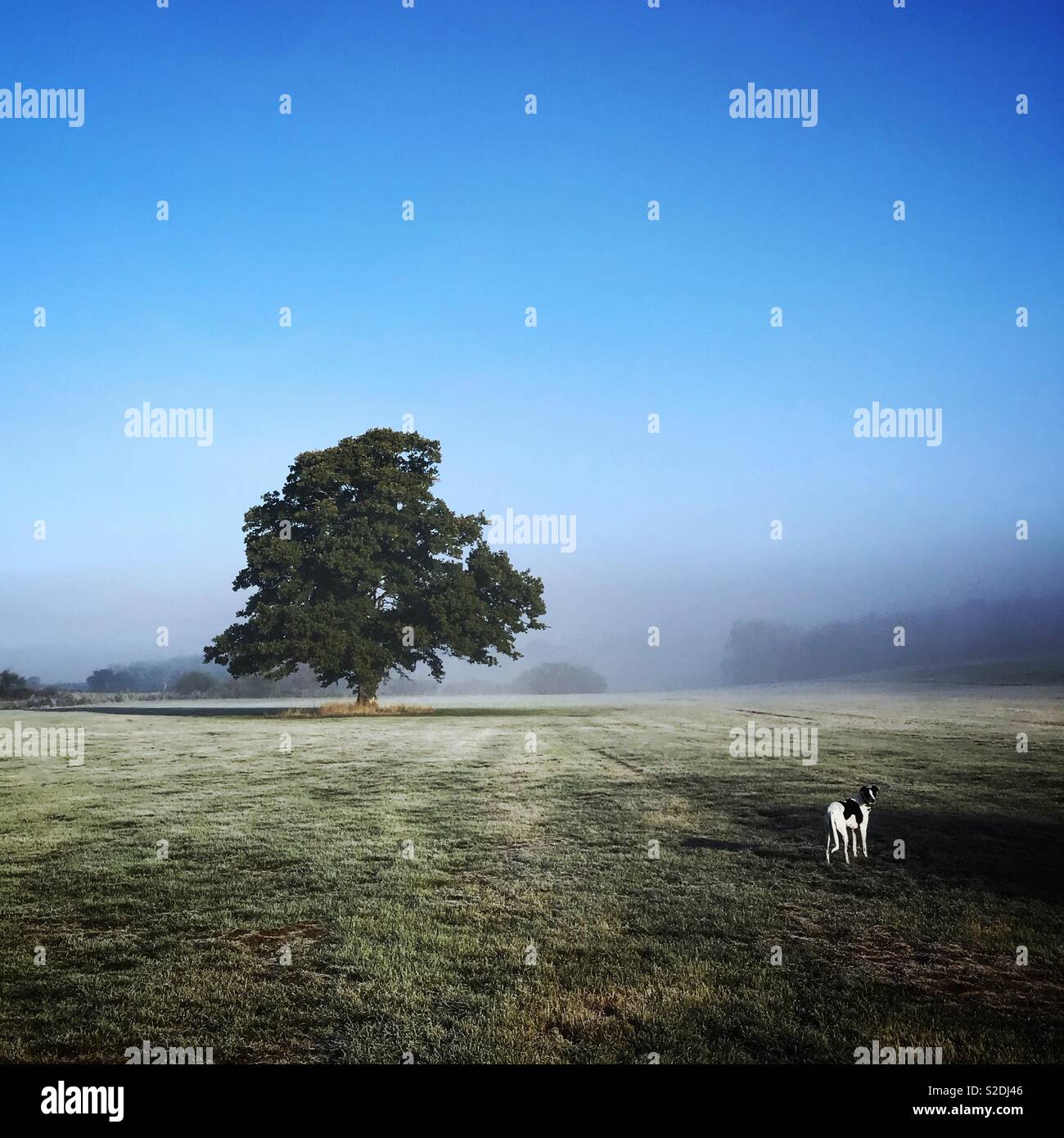 Dog and tree in a field with mist - Smartphone Captured Stock Image