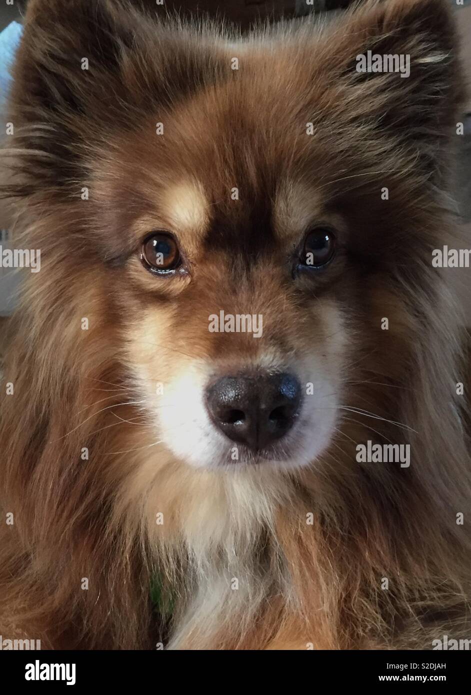 Close up of a Finnish lapphund. - Smartphone Captured Stock Image