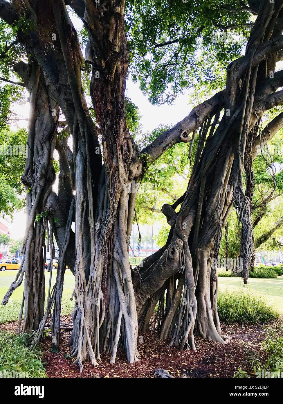 The hanging tree hires stock photography and images Alamy