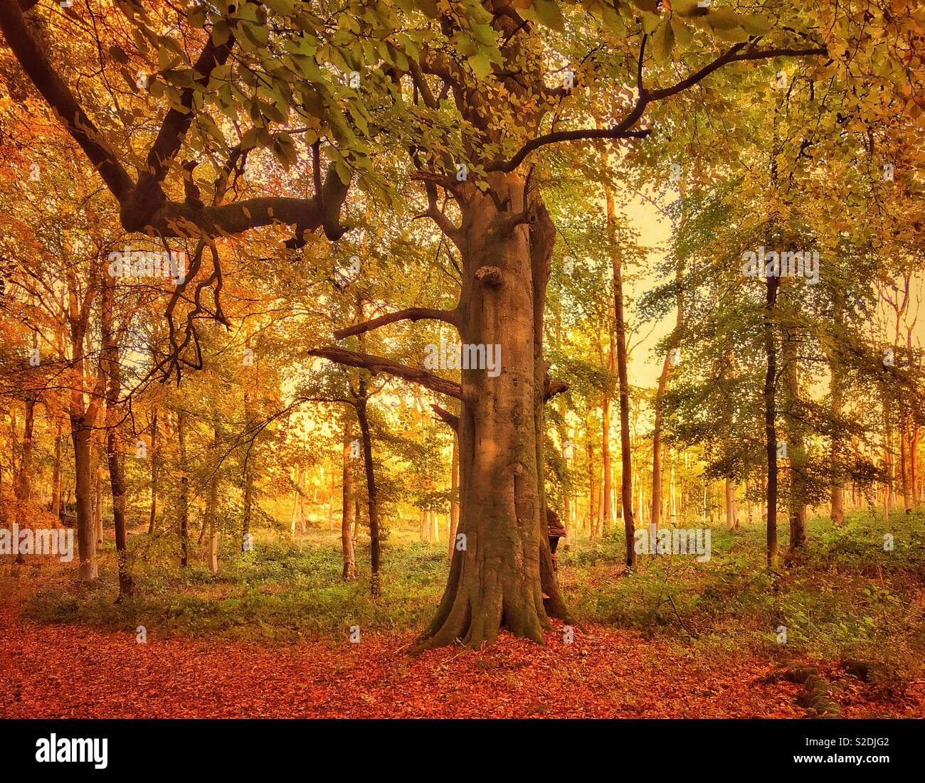 Autumn colours in an English woodland during late afternoon sunshine. Autumn is some people’s favourite time of year. Photo Credit - © COLIN HOSKINS. - Smartphone Captured Stock Image