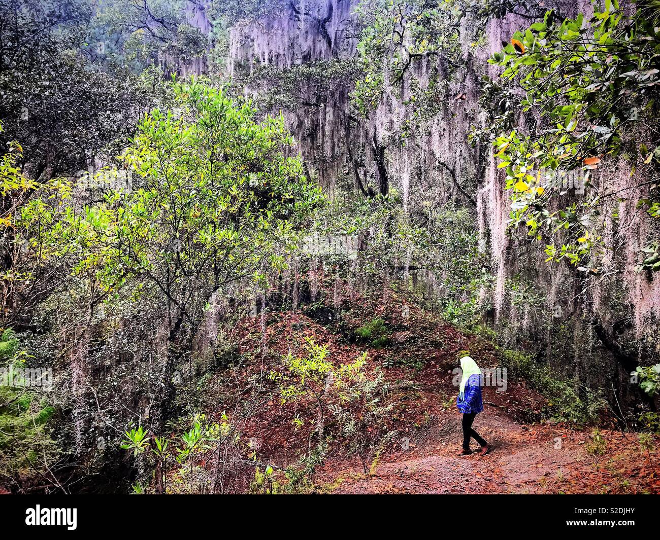 A Mexican tourist walks in a forest in Lachatao, in the Sierra Madre de Oaxaca, Mexico Stock Photo