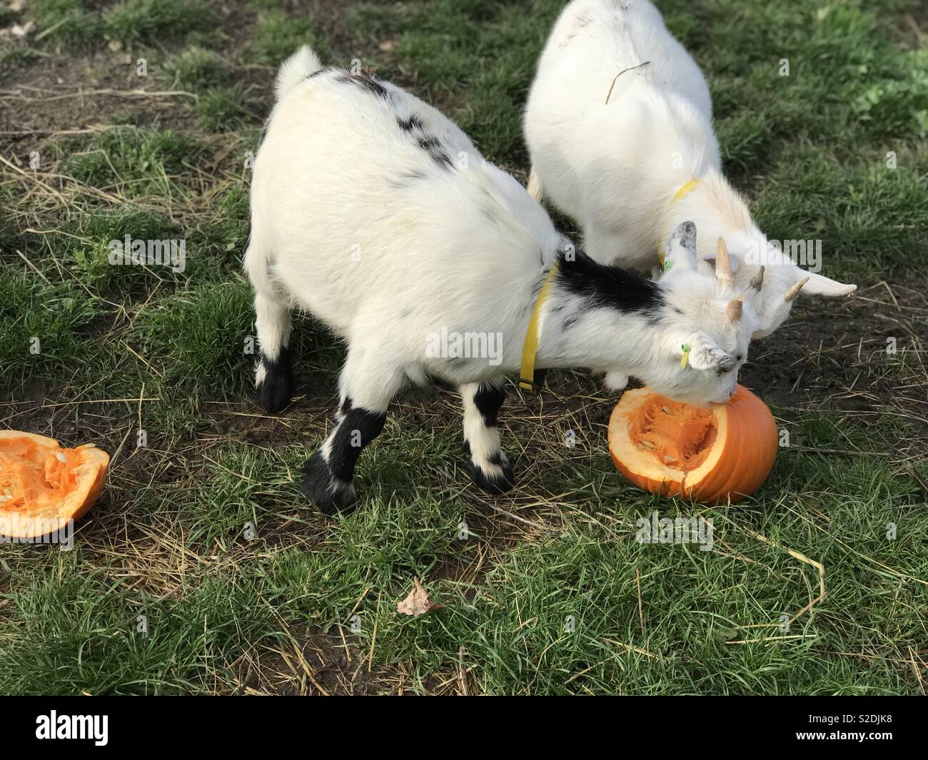 Cute goats hires stock photography and images Alamy