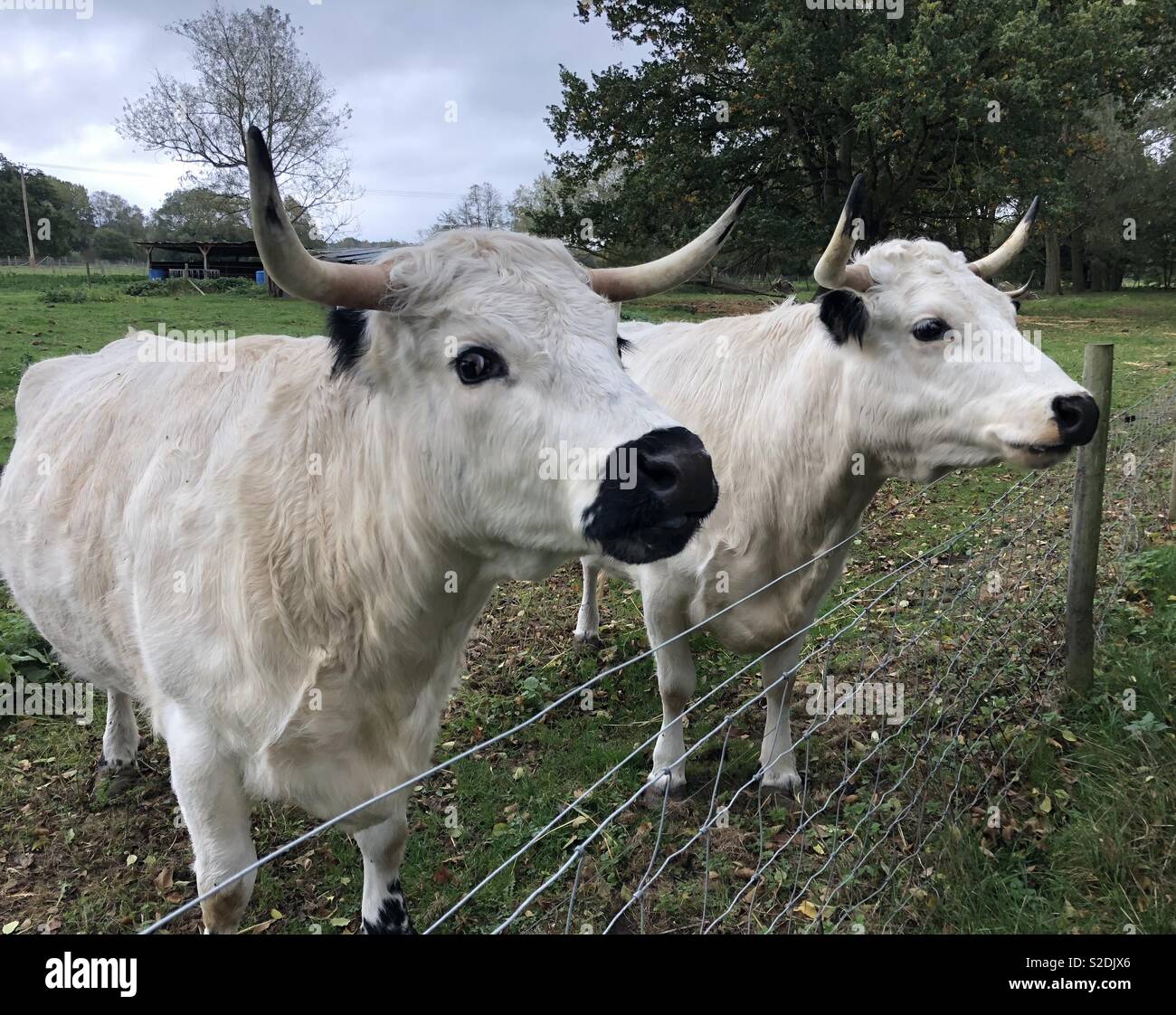 Two cows on a farm Stock Photo - Alamy