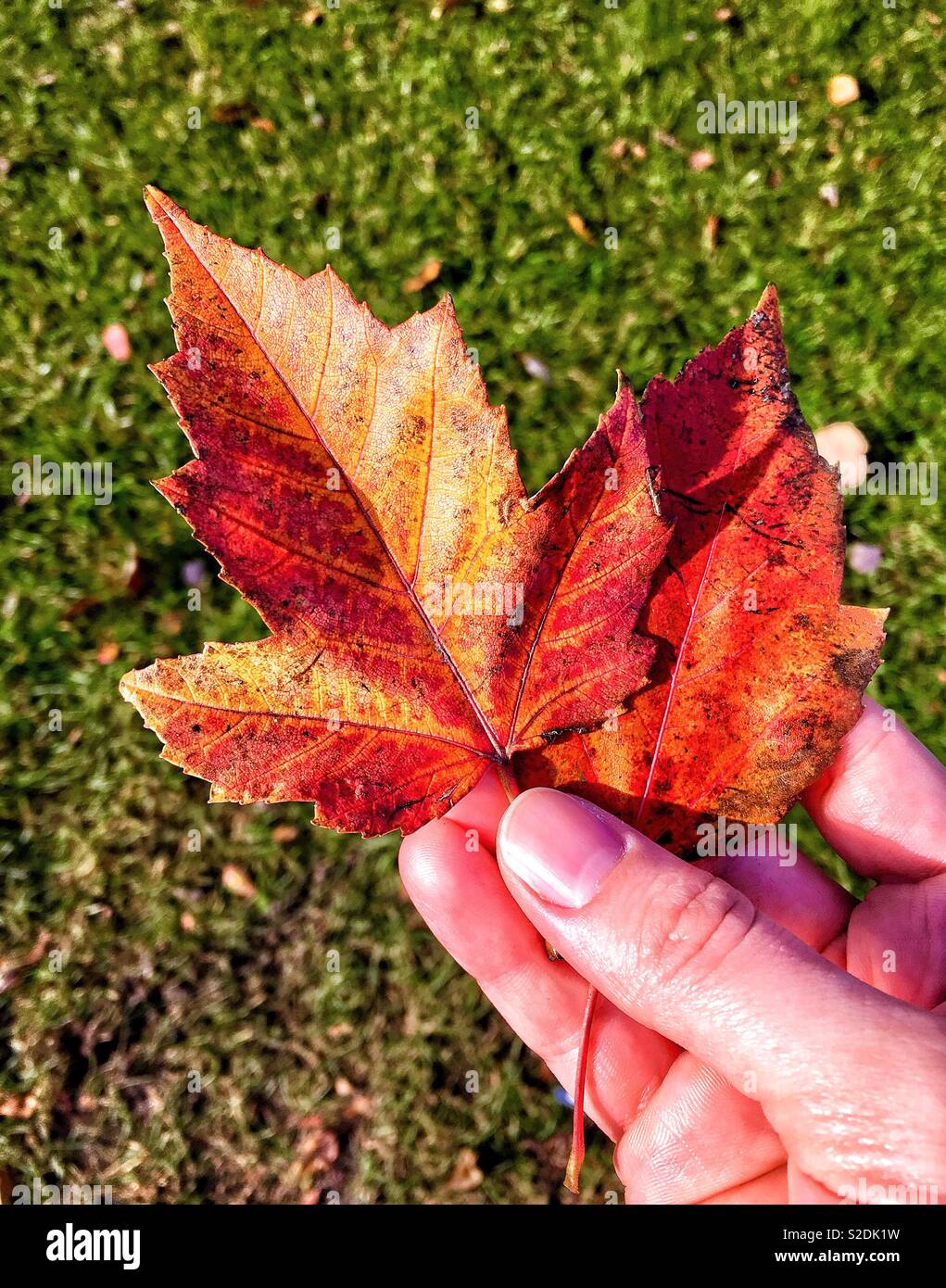 Person holding orange-red autumn leaves against green grass background - Smartphone Captured Stock Image