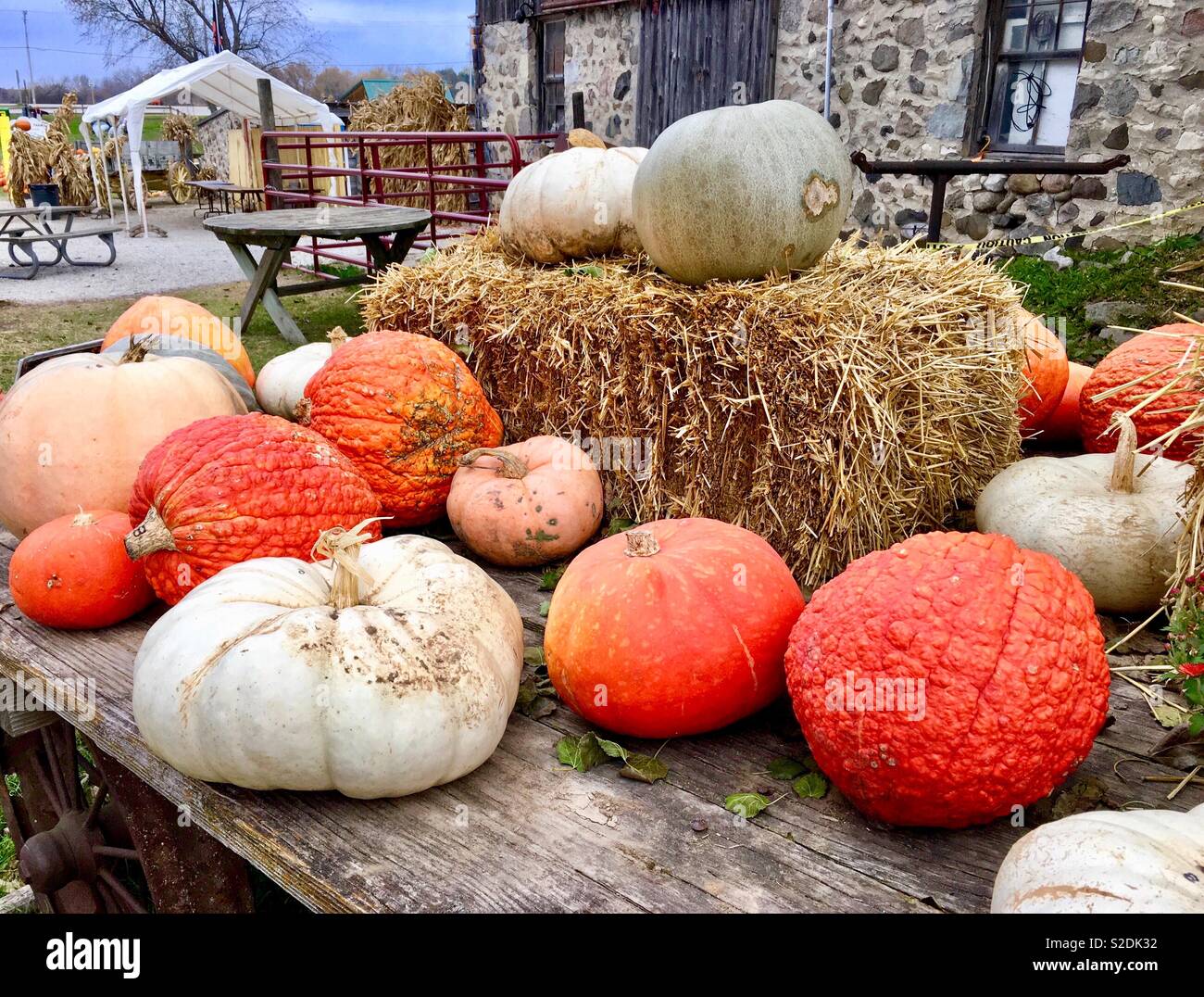 Various gourds, including white pumpkins, bright red pumpkins, and red wrinkly pumpkins on wagon with hay bales with old stone foundation farm Stock Photo
