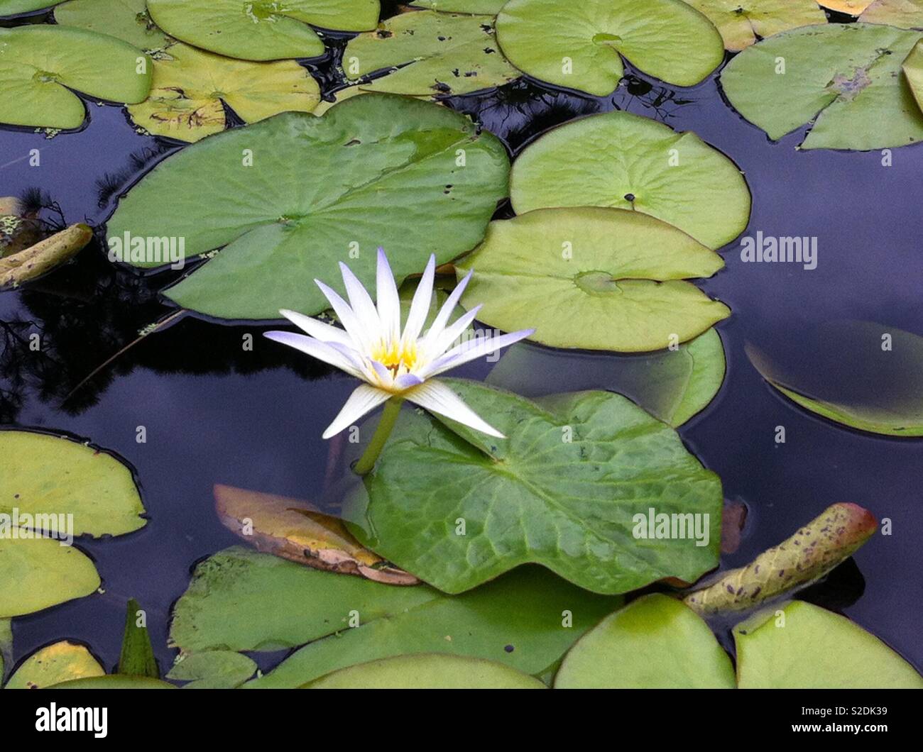 Lily pad flower hires stock photography and images Alamy