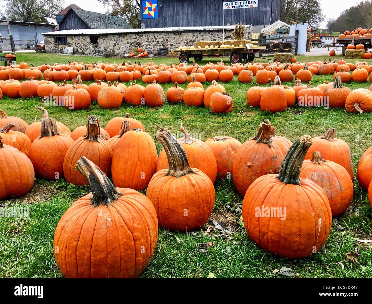 Pumpkin farm with multiple rows of orange pumpkins with very thick ...