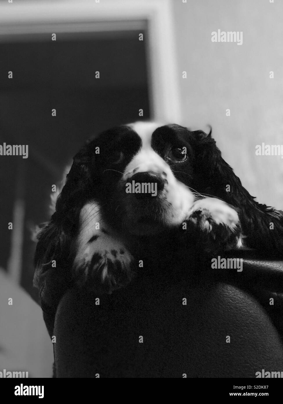 Black and white springer spaniel Stock Photo