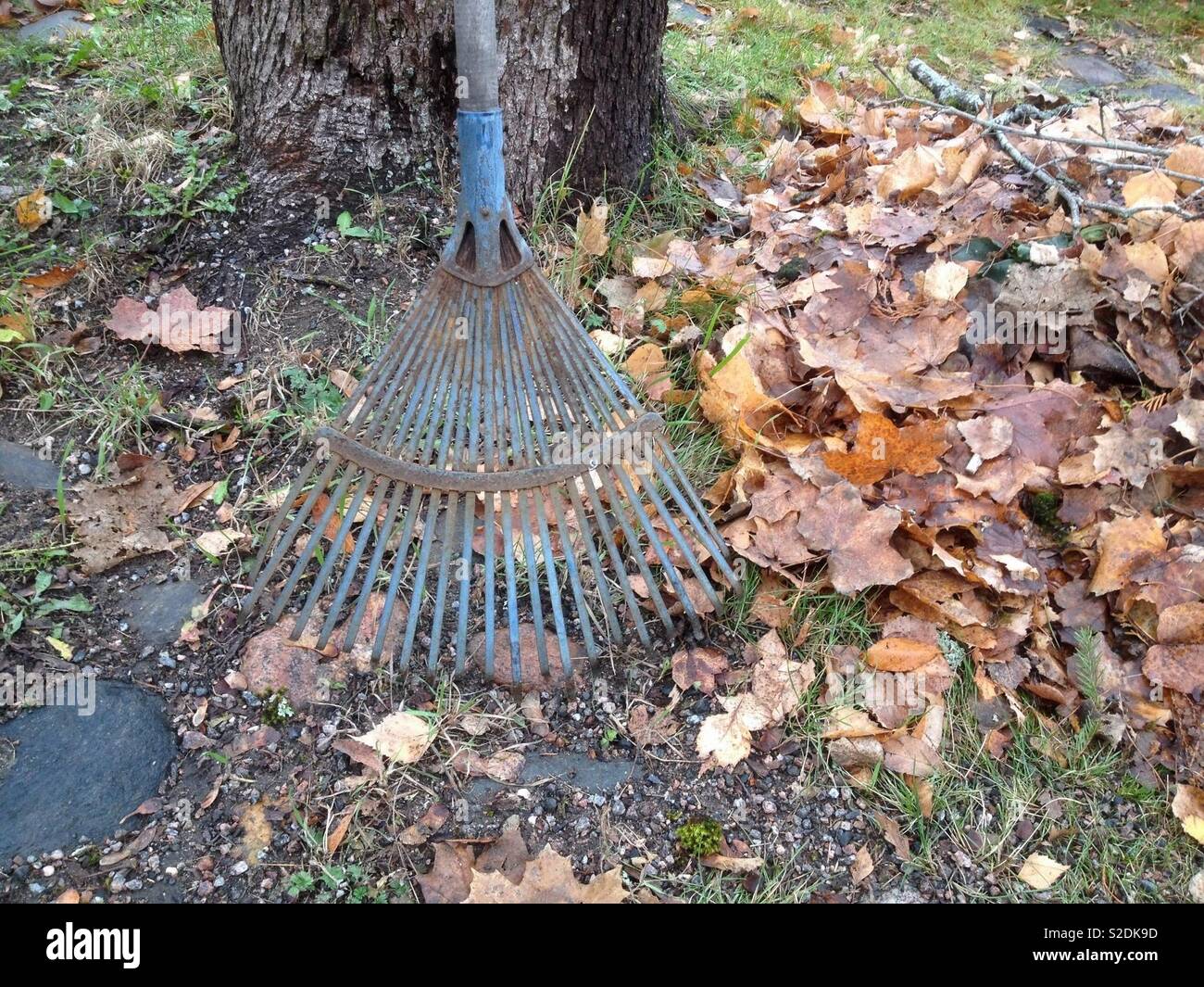 Rake and Autumn leaves - Smartphone Captured Stock Image