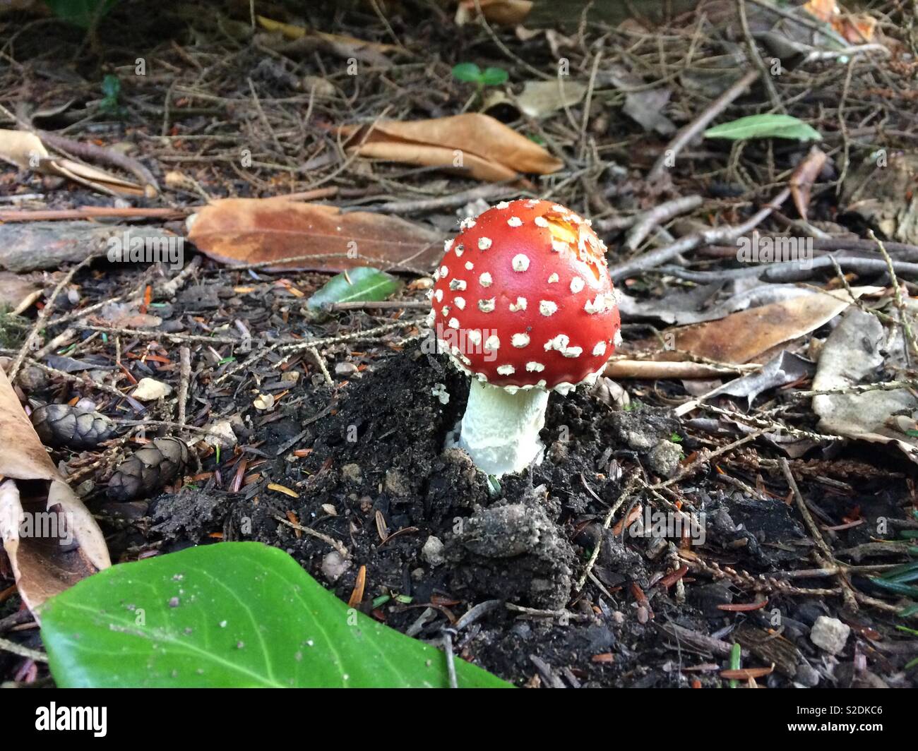 Fly agaric Amanita muscaria red toadstool in autumn woodland forest UK - Smartphone Captured Stock Image