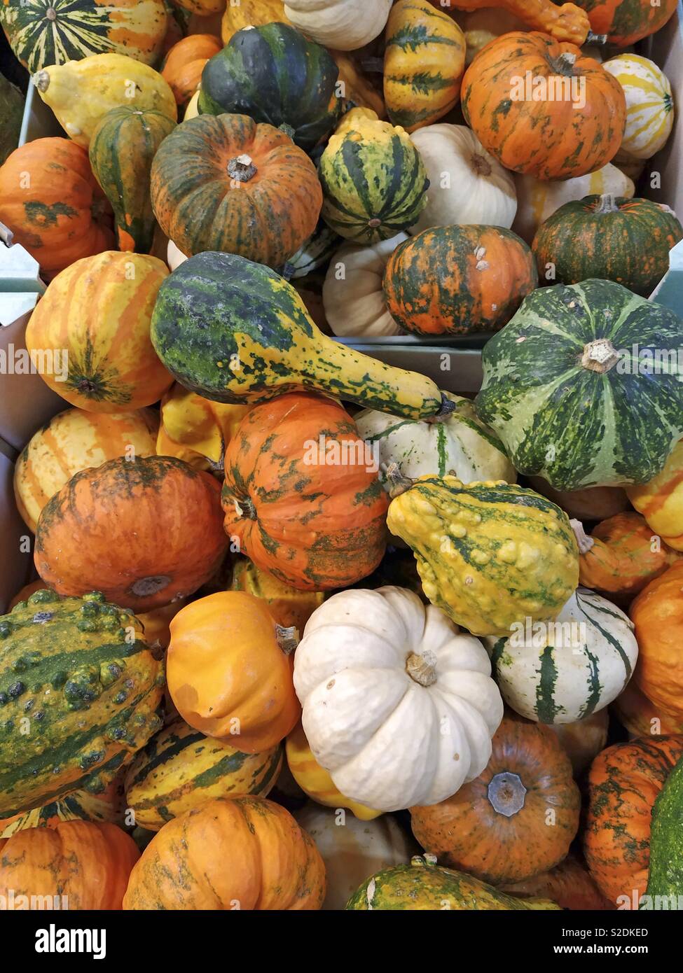 Decorative Pumpkins For Sale Stock Photo 311316613 Alamy