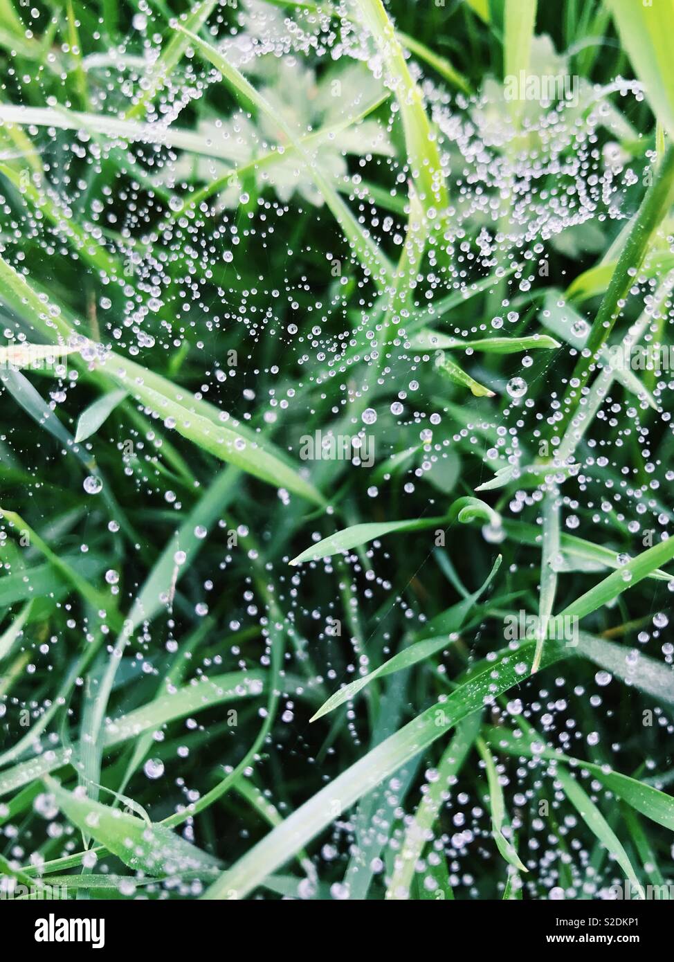 Morning dew on spider webs in the grass. Stock Photo