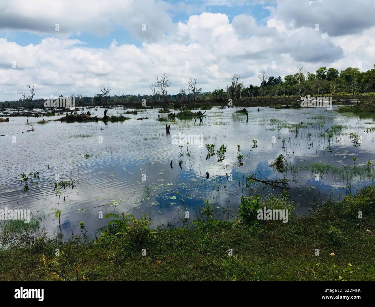 The reflection of the sky can be seen against a swamp lake in Cambodia Stock Photo